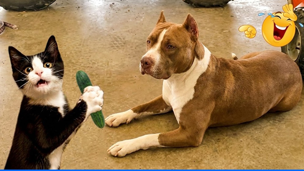 Smarty Funny Animal Video Clips 😹🐶 Cat and Dog Videos That Don't Disappoint You 🐾