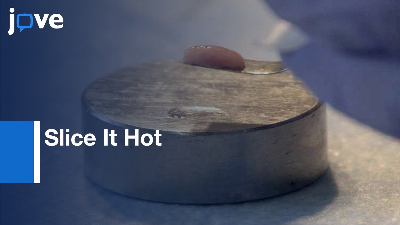 Slice It Hot: Brain Slicing in Physiological Temperature | Protocol Preview