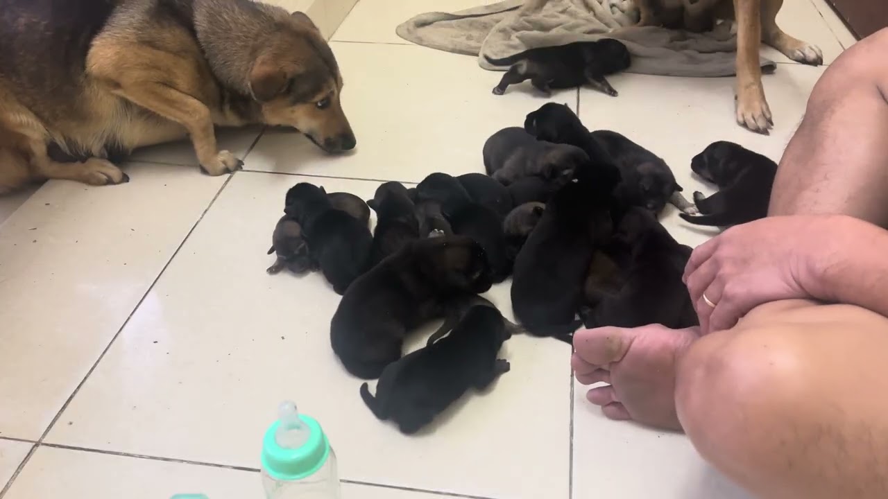 18 Tiny Newborn Puppies Gathered Together in the Most Heartwarming Moment