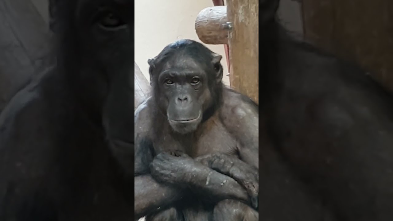 Arfur and Zeynep at monkey world ape rescue centre dorset
