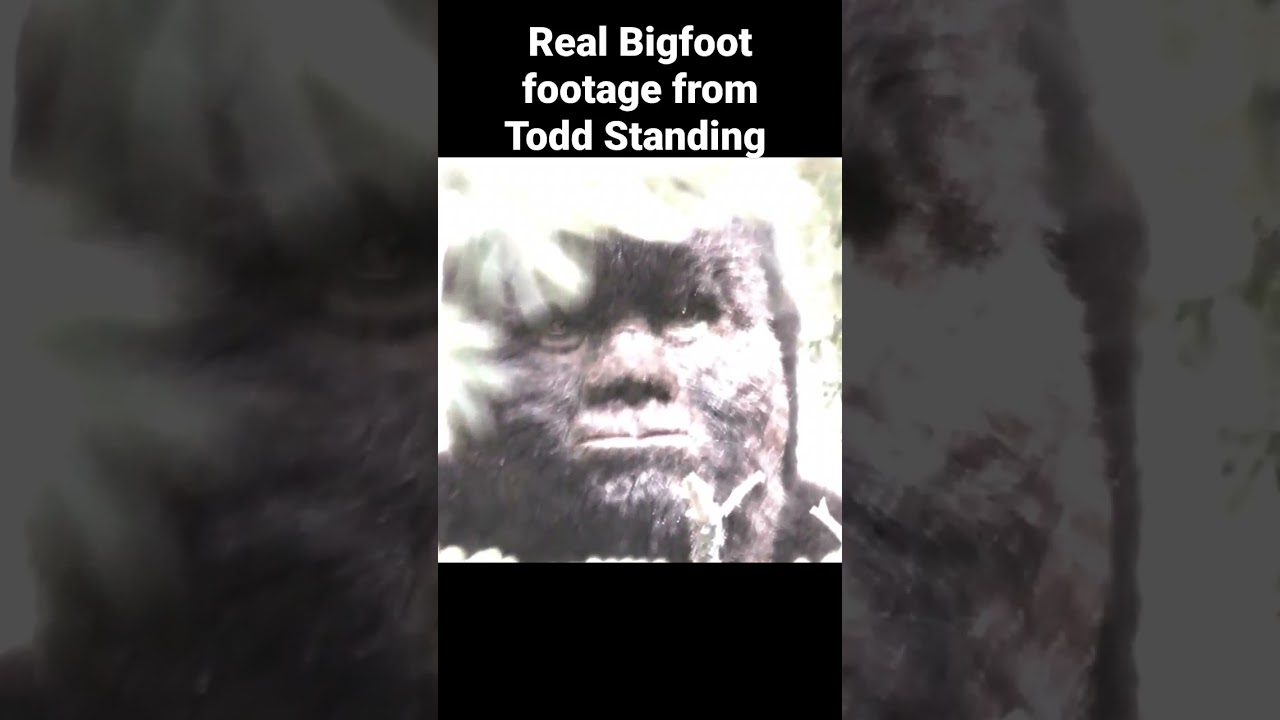 Настоящие кадры Снежного человека от Тодда Стэндинга #bigfoot #bigfootvideo #sasquatch #toddstanding