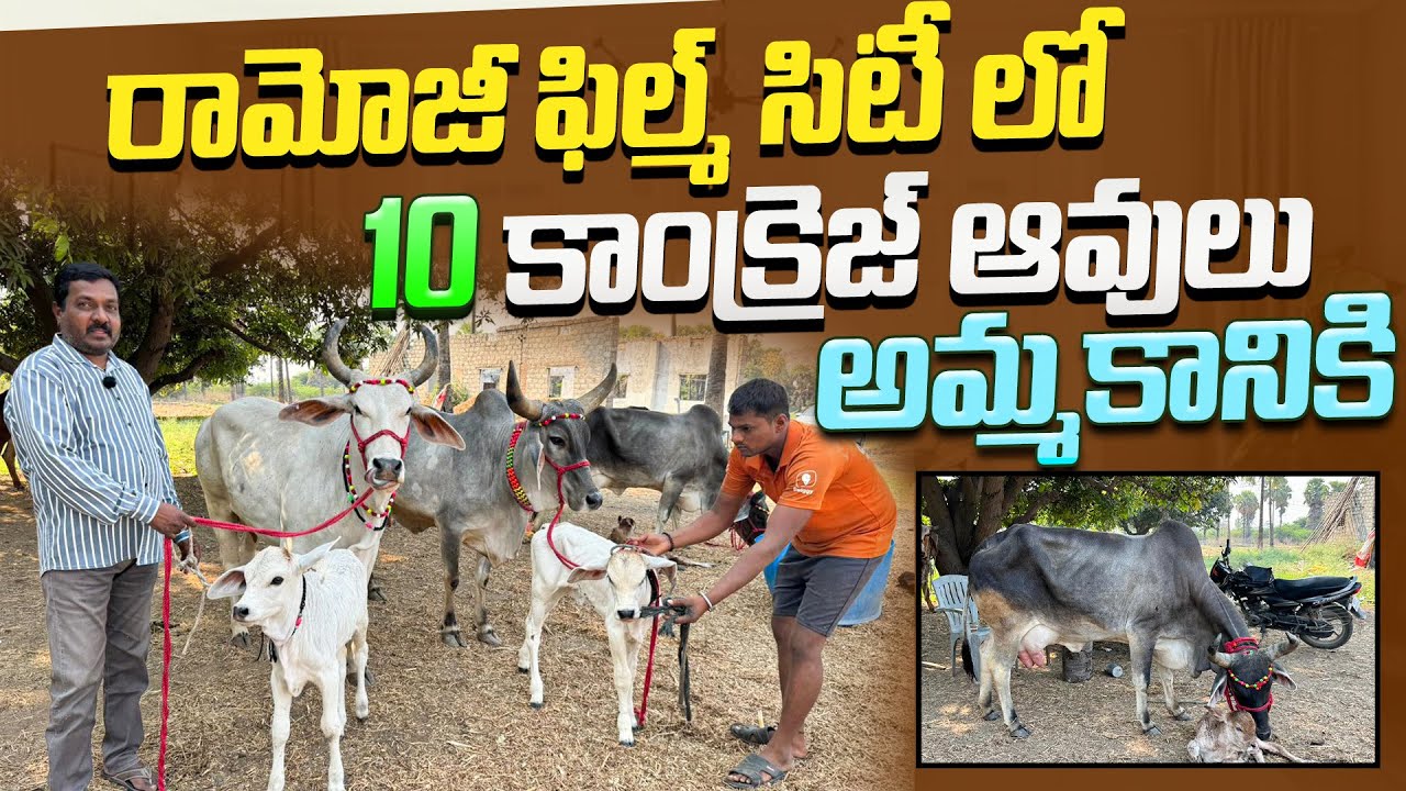 రామోజీ ఫిల్మ్ సిటీ లో 10 కాంక్రెజ్ ఆవులు అమ్మకానికి | Kankrej Cows available in Hyderabad 