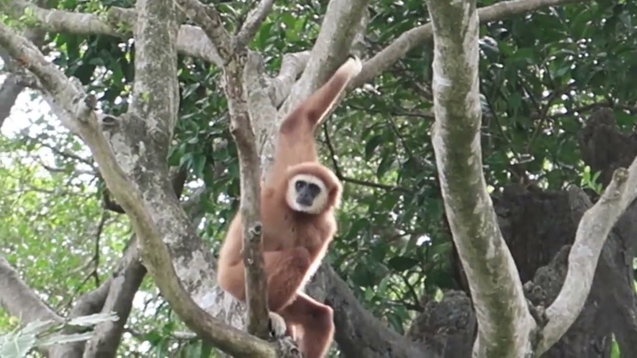 White-Handed Gibbon 💛夏強和琍信，好久不見! 💙
