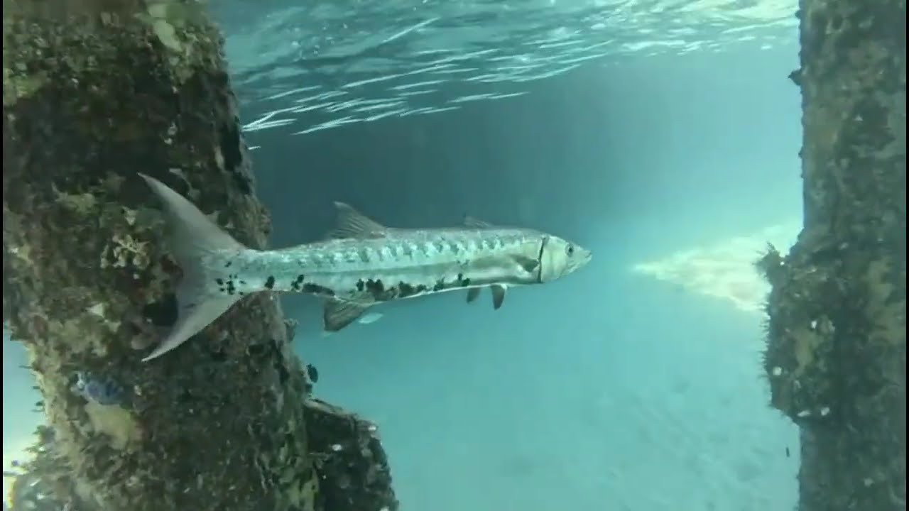 Recuerdos de Bimini.