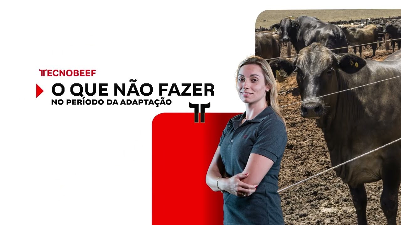 Tecnobeef: O que não fazer no período de adaptação