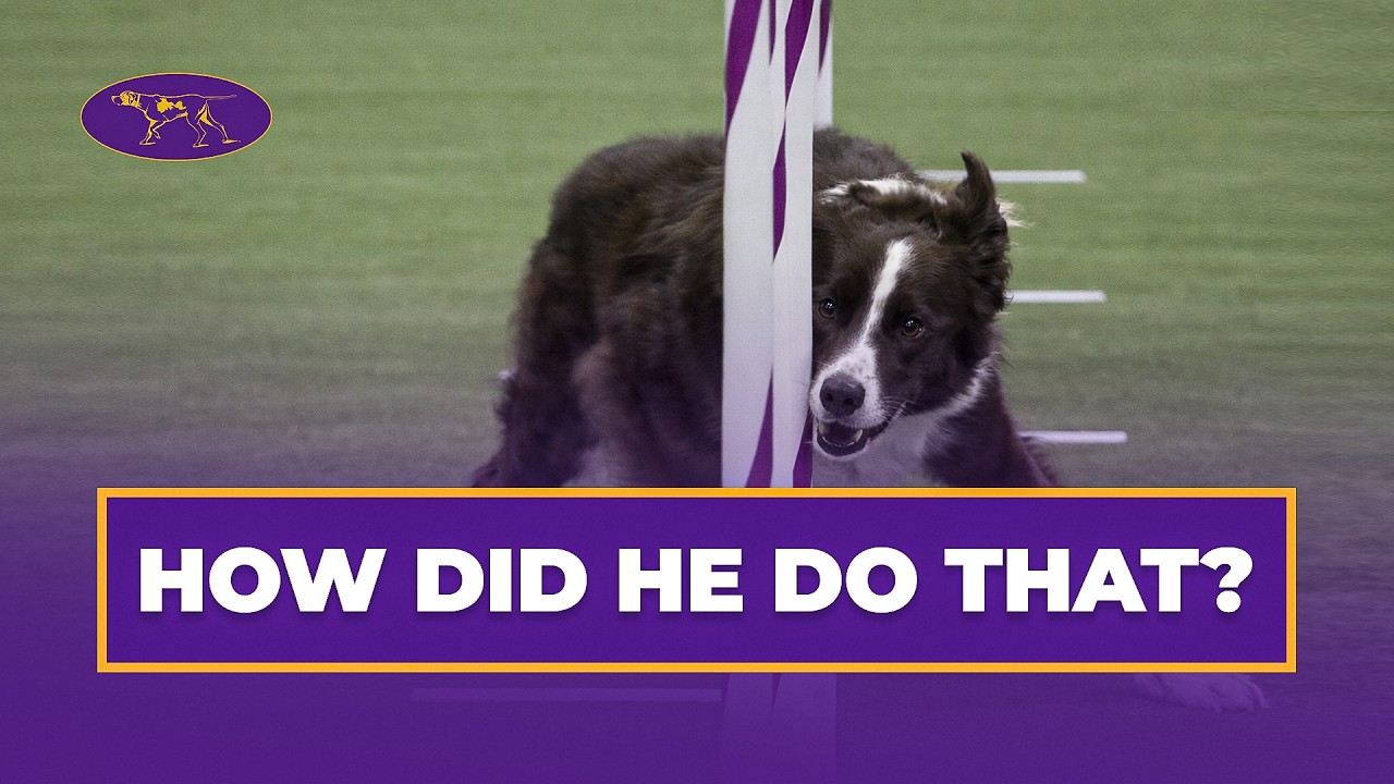 Watch Typo the Border Collie Take the 20&rdquo; Agility Class | Westminster Agility