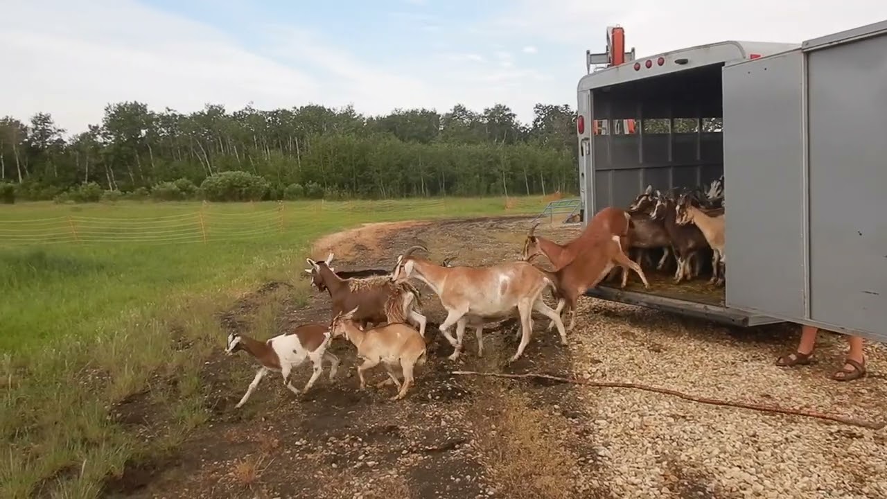 GOATS for Natural Weed Control