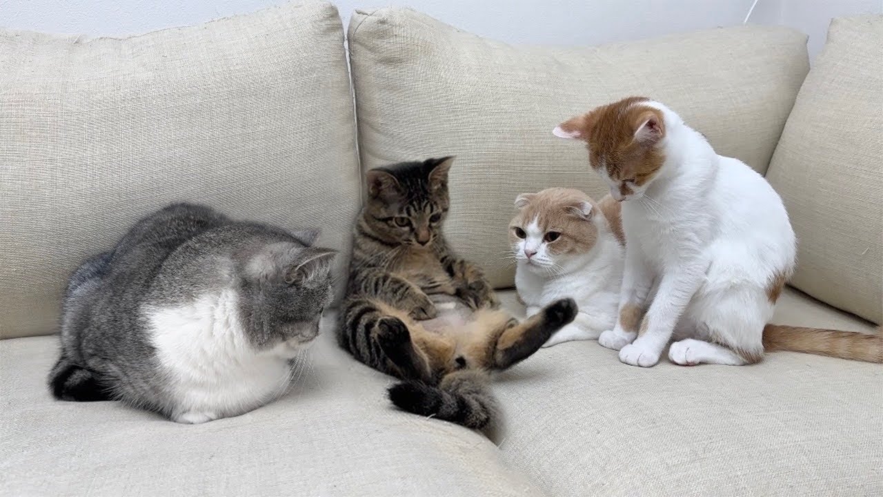 手術でお腹の毛を剃られてしょんぼりしてる妹が心配で猫たちがこうなっちゃいました…