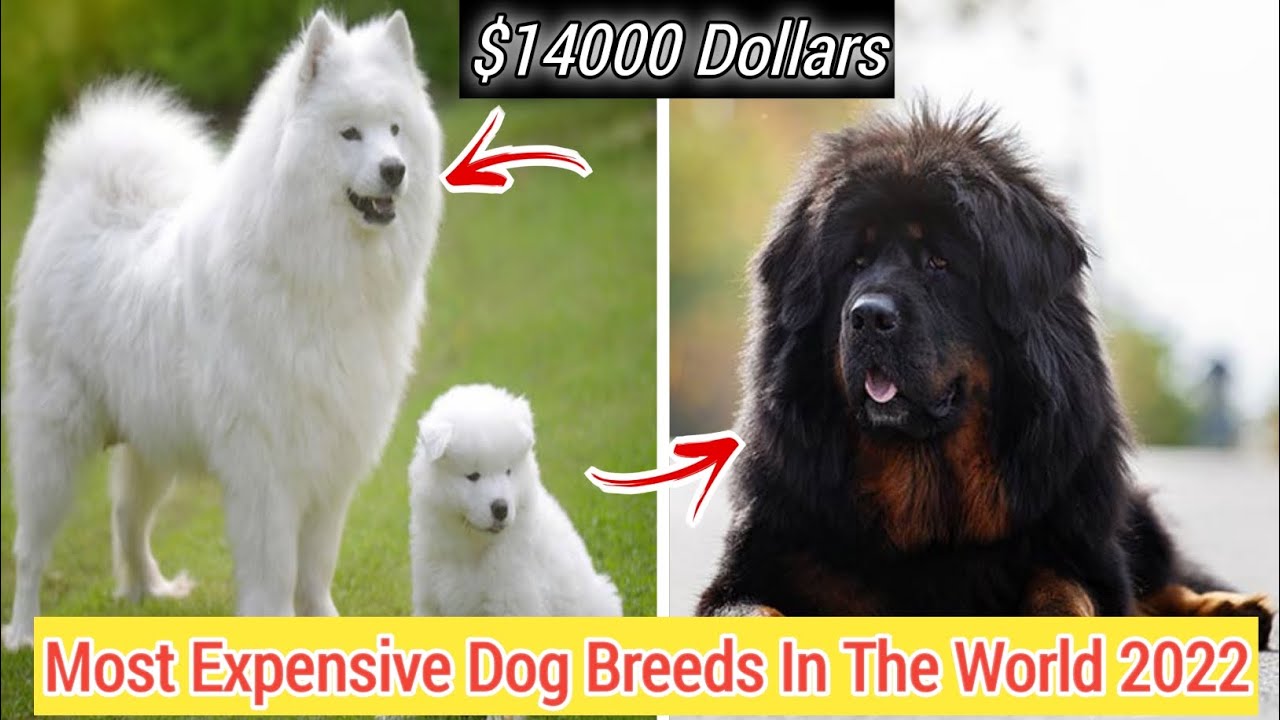 World Most Expensive Dog Breeds In 2022 || Bio & NetWorth School