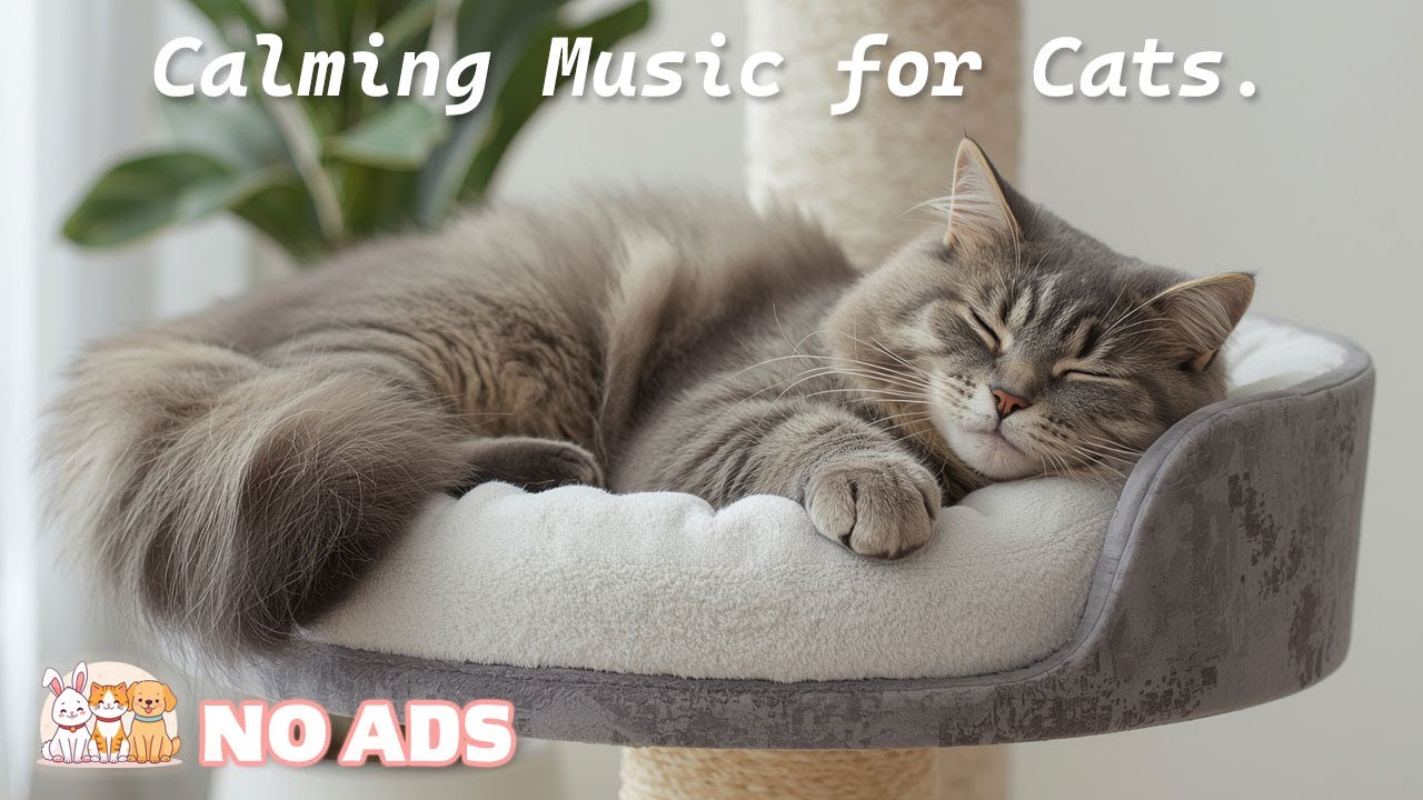 12 Hours Cat Sleep Music (NO ADS) 🐱 Relaxing Music for Cats with Purring Sounds