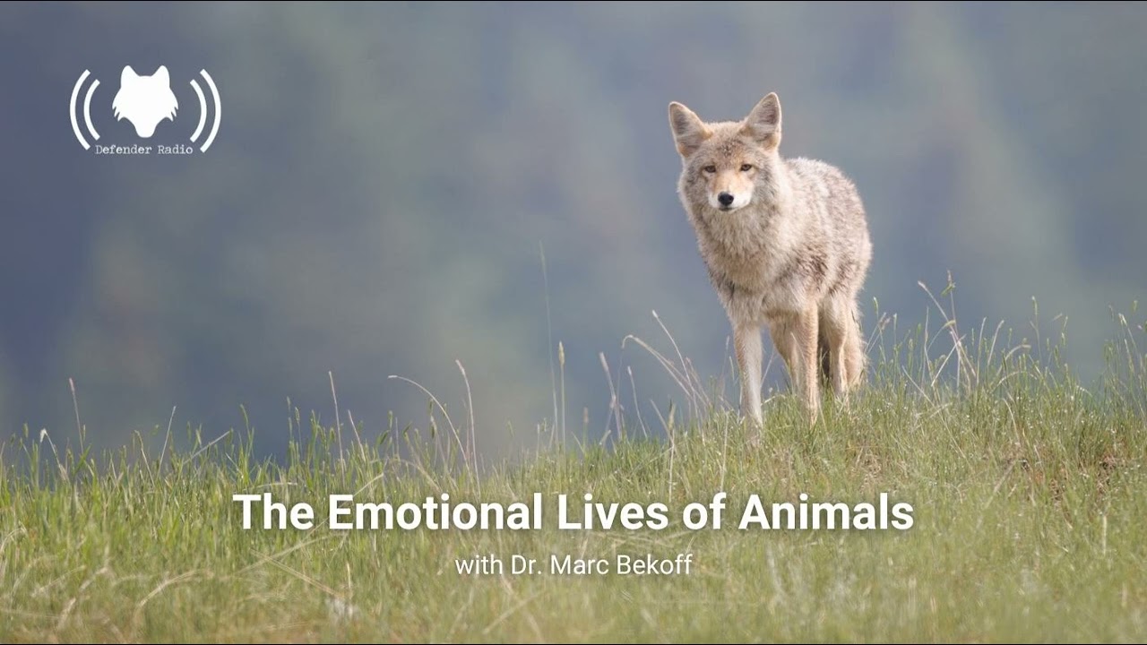 The Emotional Lives of Animals with Dr. Marc Bekoff