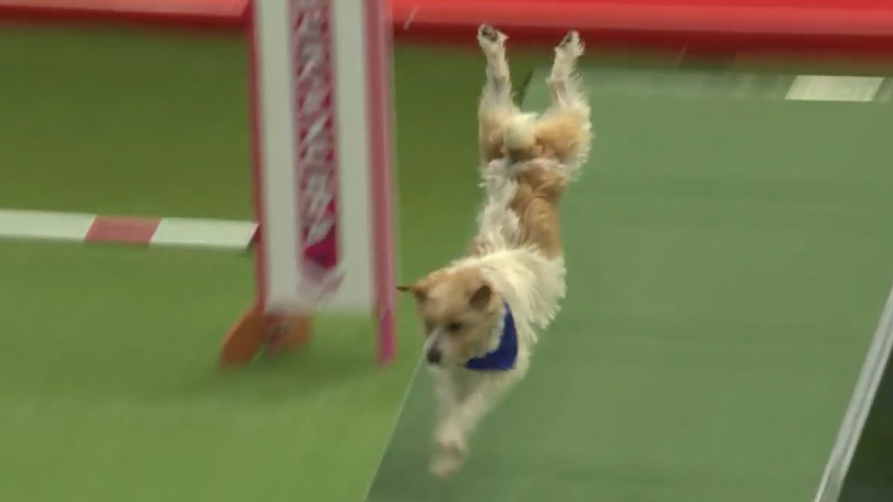 Olly the Jack Russell - Crufts 2016
