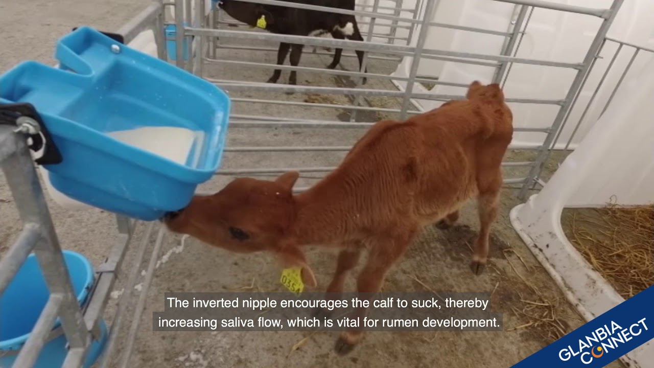 JFC Calf Teat Feeders