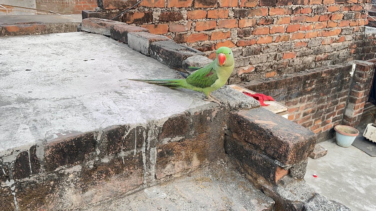 Toto ko azaad kar diya😭💔 #viral #shorts #youtubeshorts #birds #freefire 