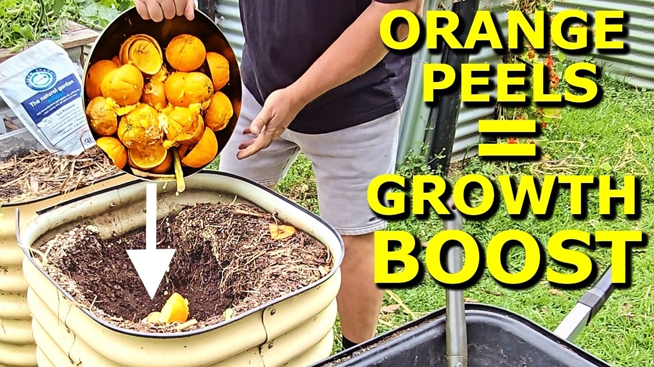 Growing Better Plants with ORANGE PEEL Kitchen Waste!
