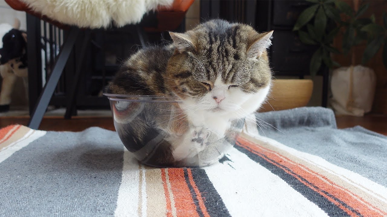 お気に入りの透明ボウルでちんまりしてるねこ。-Maru fits compactly into his favorite transparent bowl.
