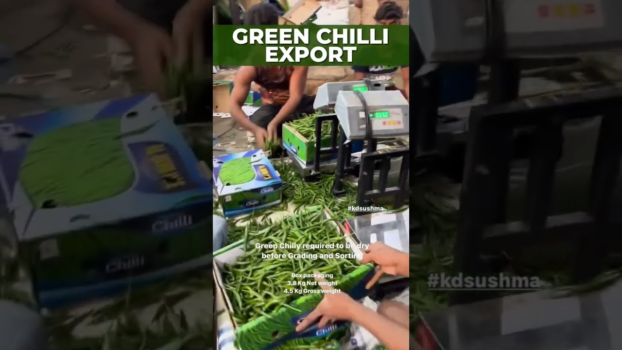 Green Chilli Export 