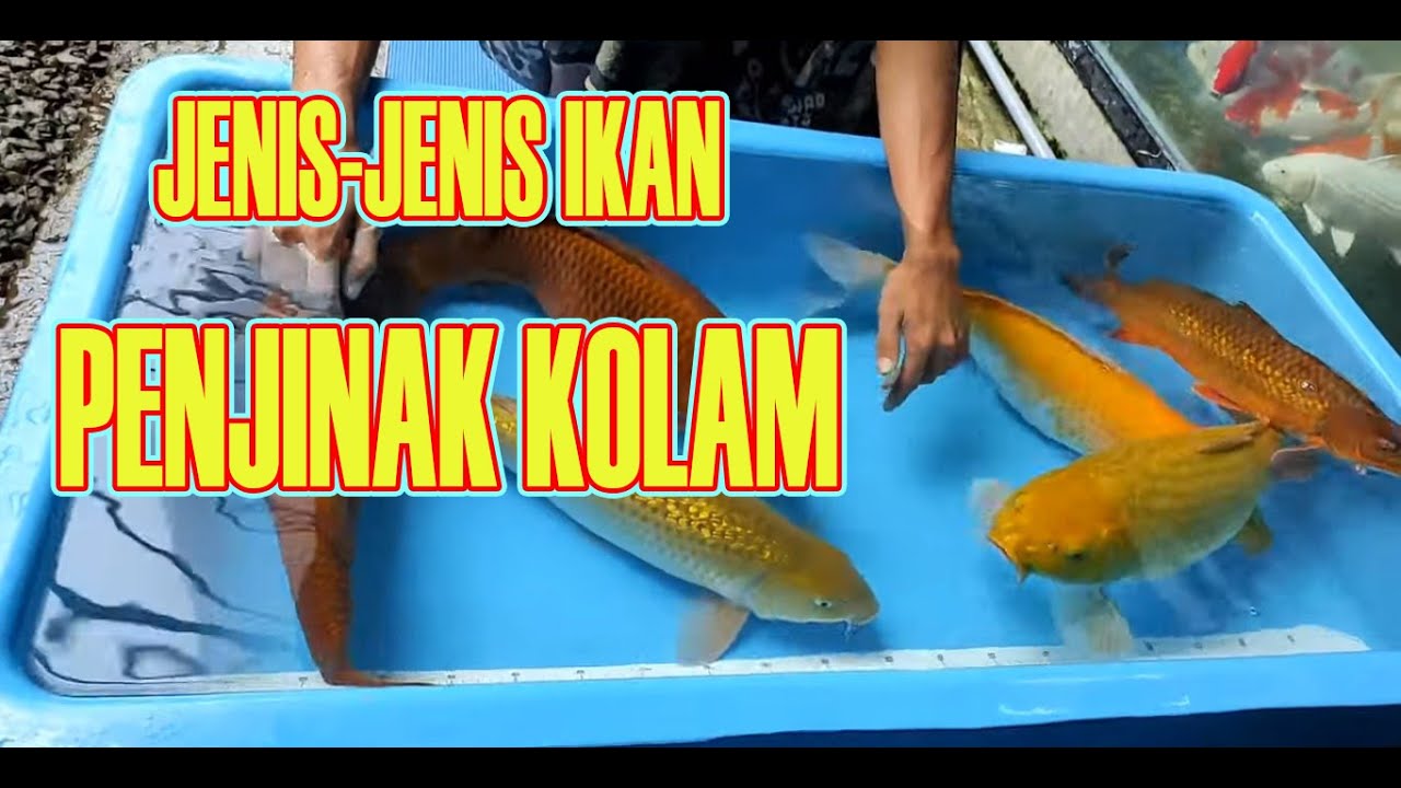 JENIS IKAN KOI PENJINAK KOLAM | CARA MEMILIH KOI POLOSAN JUMBO | CHAGOI TEMBAGA | MIDORI GINRIN