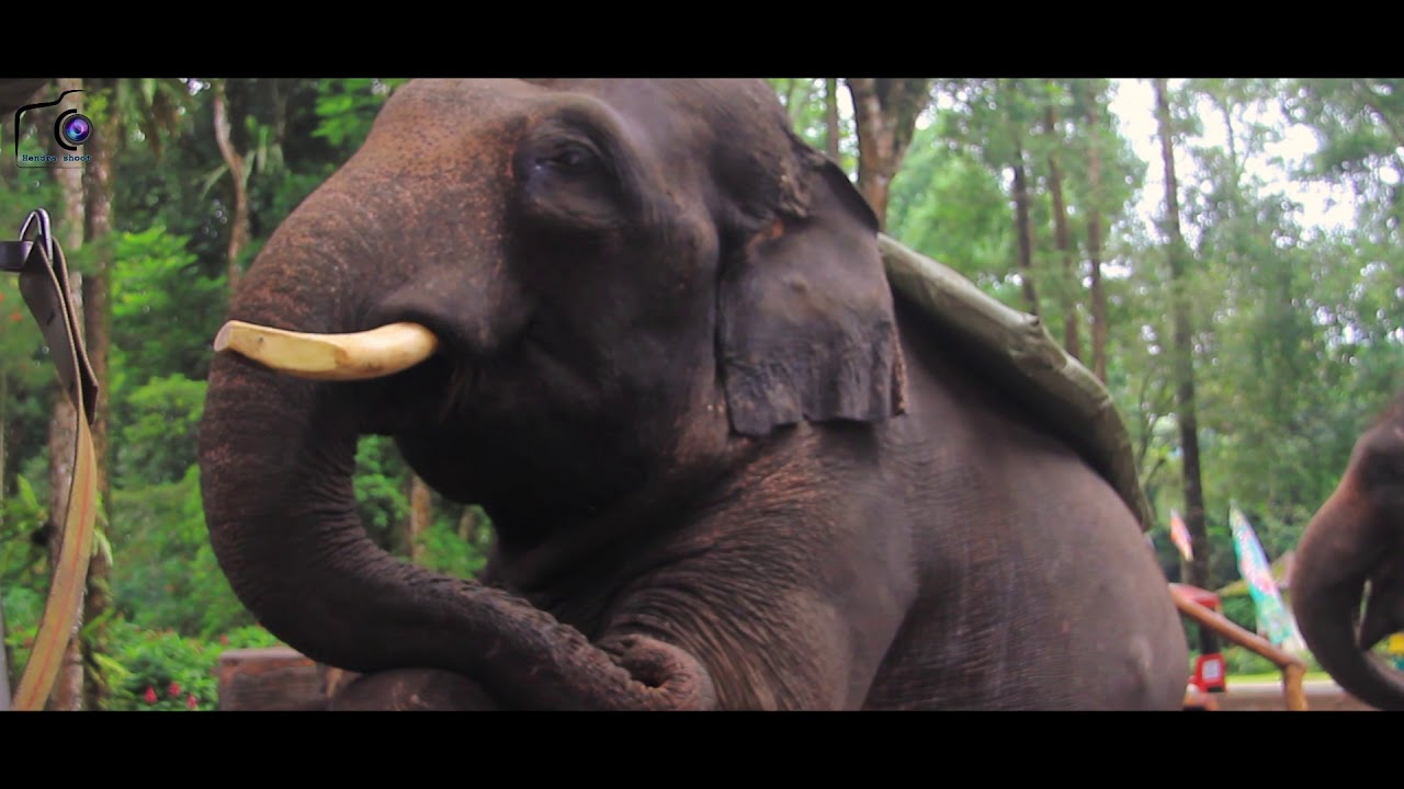 Taman Safari - HendraShoot Vlog with Kastari Animation