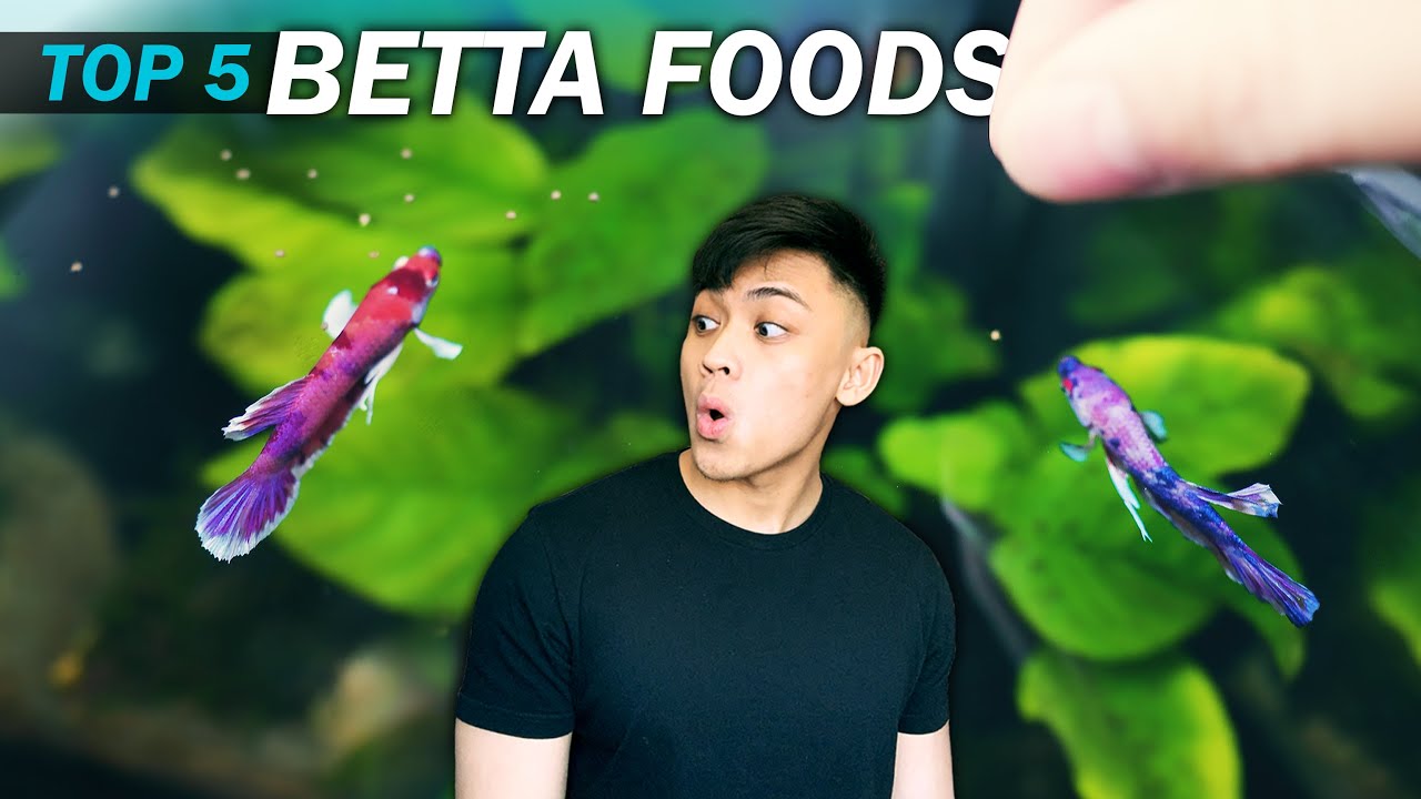 What Should You Feed Your Betta? Best Diet Explained