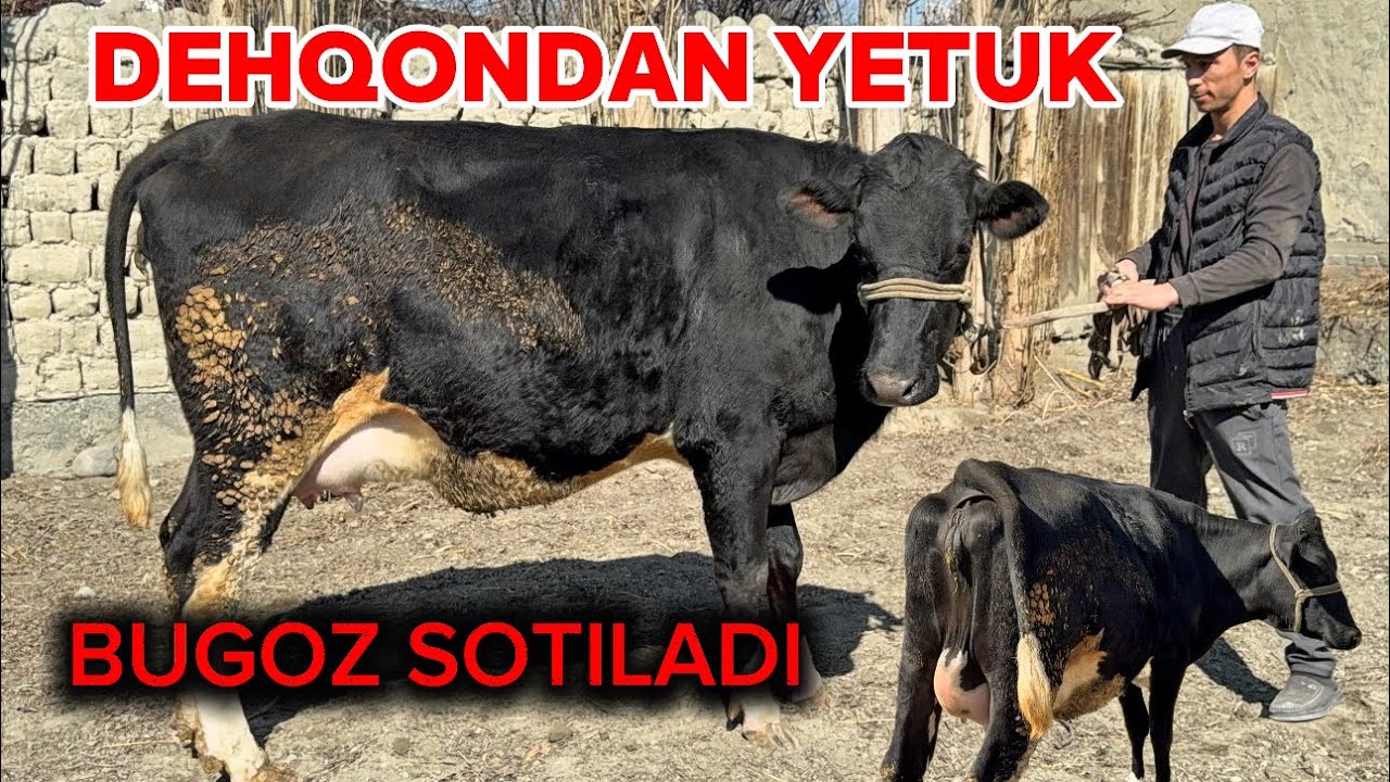 💯% PIRIVAZNOY BUGʻOZ – DEHQONDAN ✅TOZA MOL!