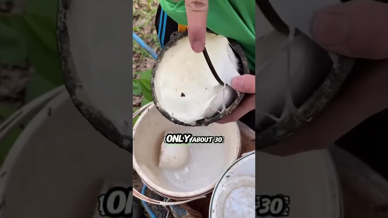How rubber is made from this tree #rubber