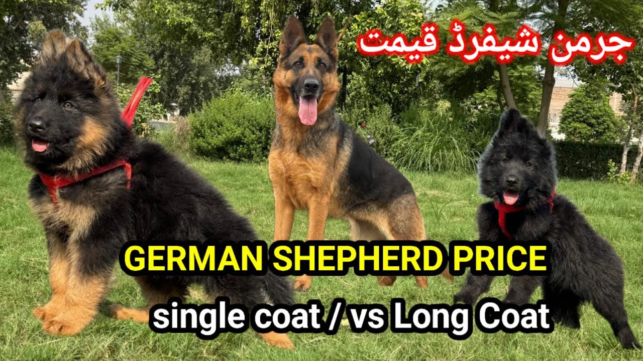 German Shepherd Price in Pakistan \Single Coat vs Long Coat جرمن شیفرڈ قیمت 
