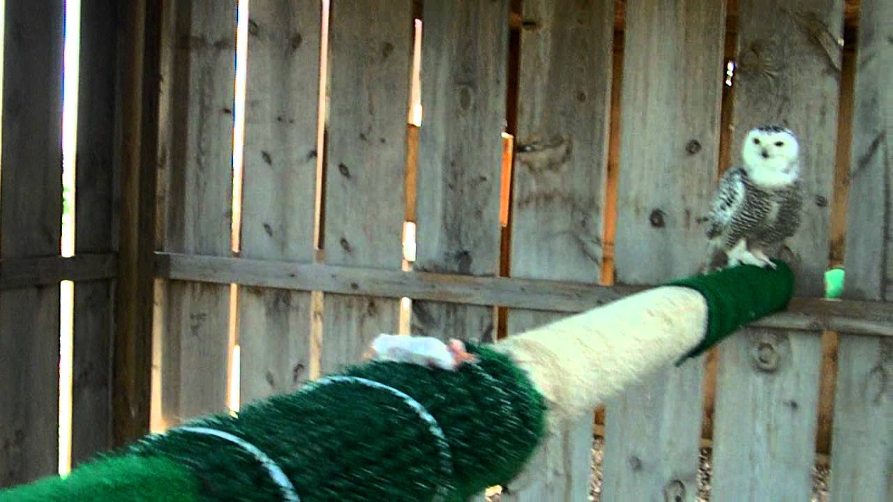 Snowy Owl Training