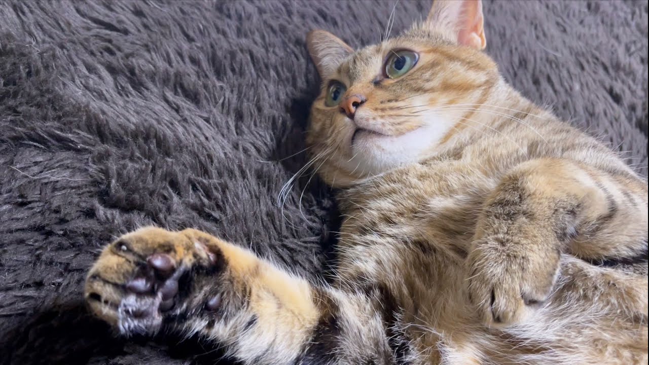日中寝すぎて夜エンジェルボイスで甘えてくる麦わら猫♥