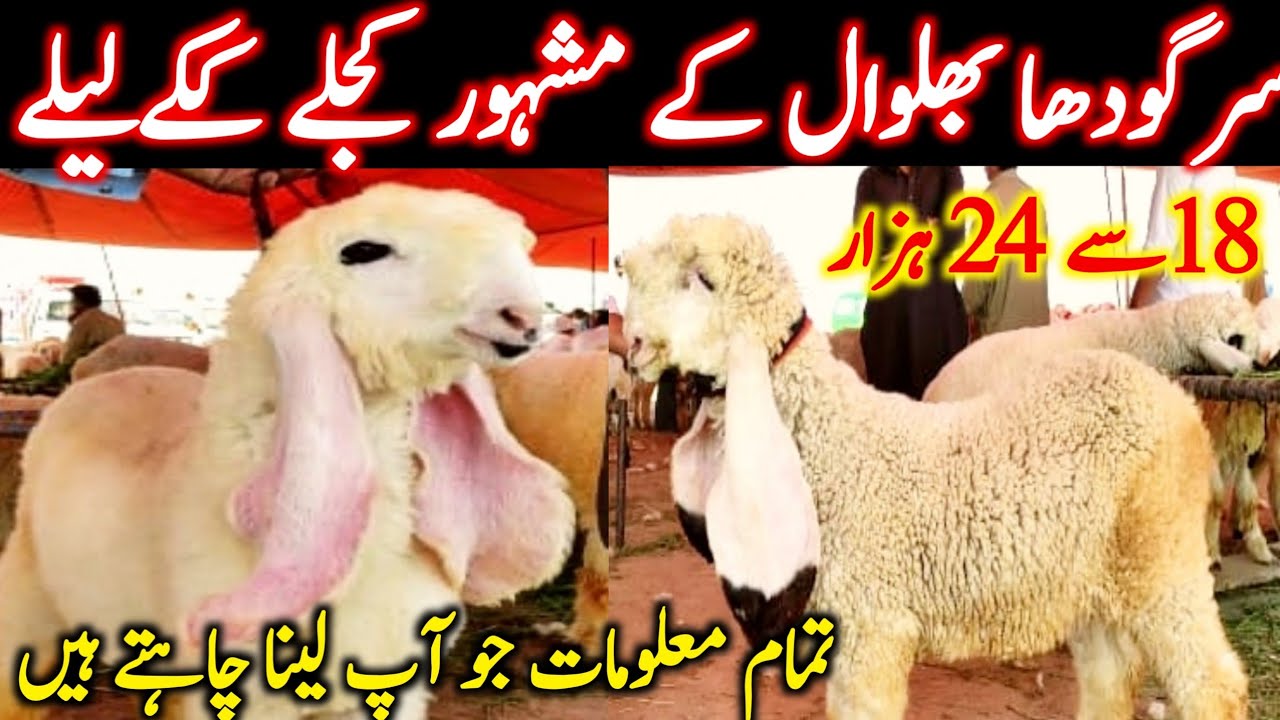 Pure And Mix Kajle Kakke Lele Sheep's From Salam Bhalwal Khushab Sargodha || Global Village Farming