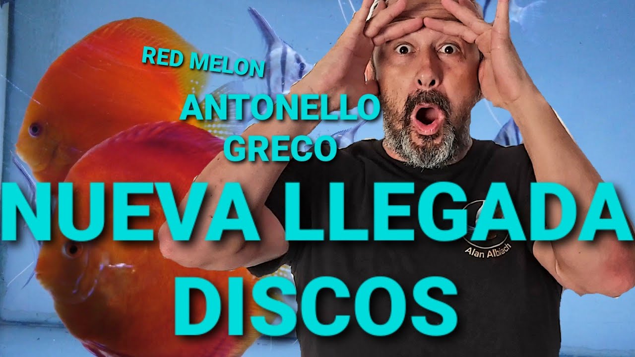 NUEVA LLEGADA DE PECES DISCO//ANTONELLO GRECO