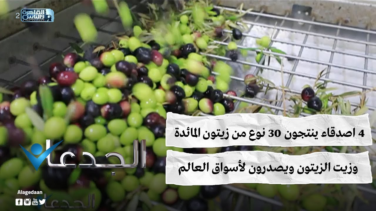 4 اصدقاء ينتجون ٣٠ نوع من زيتون المائدة وزيت الزيتون ويصدرون لأسواق العالم