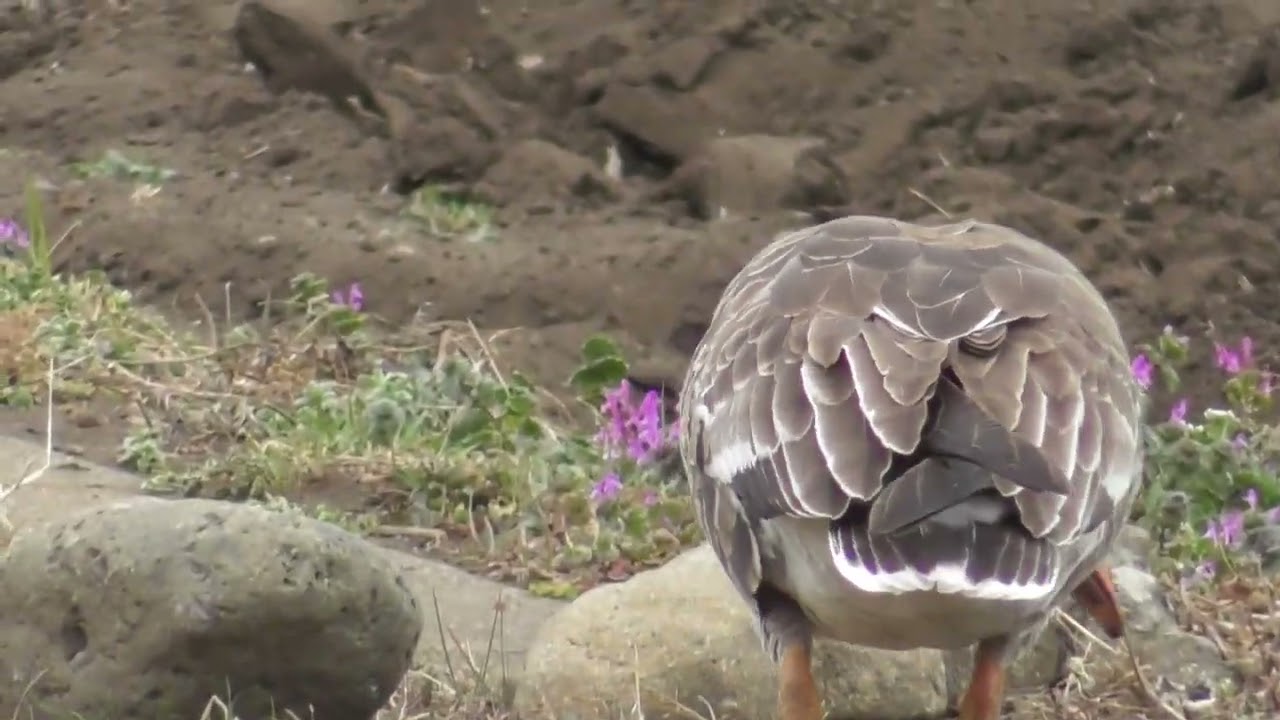 相模原沈殿池の周辺の畑で食事するマガン２