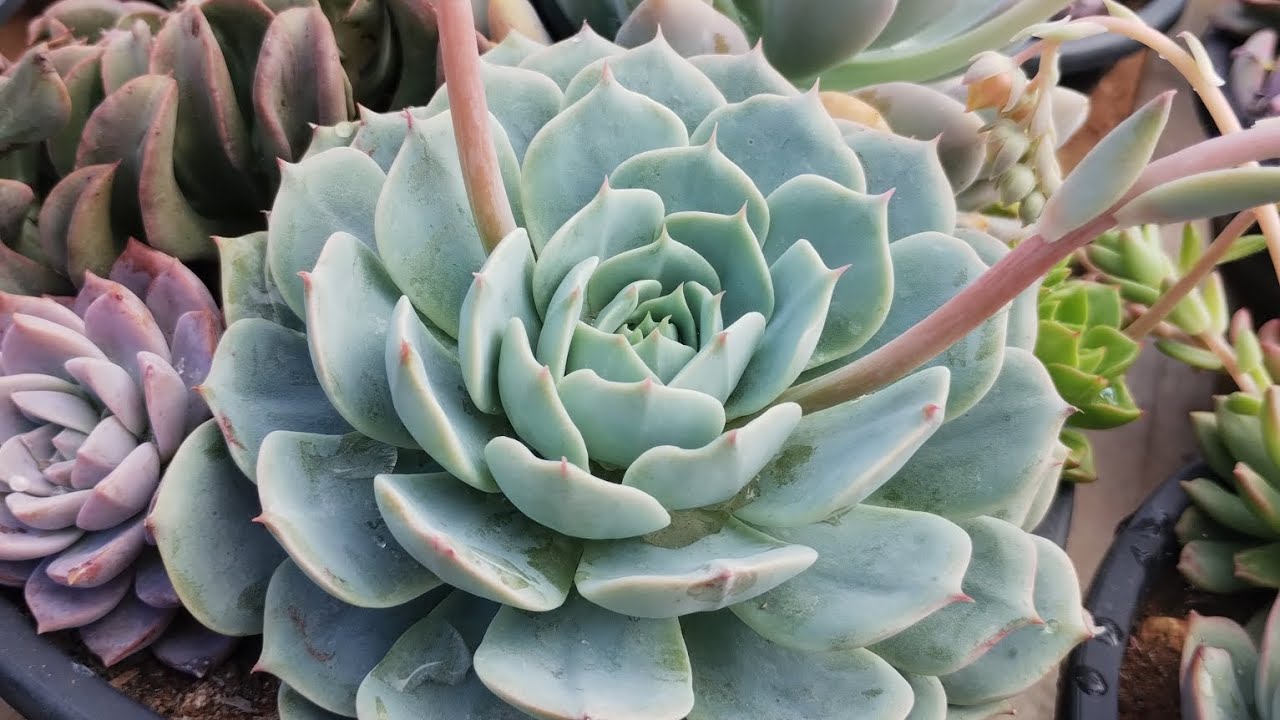 DIA DE PODA NAS SUCULENTAS COMPACTAS 🌵✂️