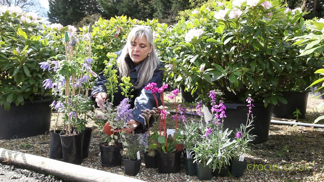 Failsafe Plants for Beginners - Early Spring