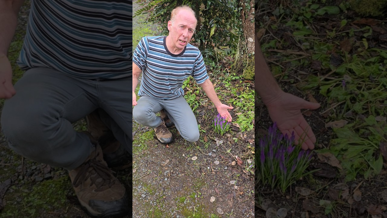 Первый крокус (c. tommasiianus) #зимниецветы #крокус #садоводство #весенниелуковицы #приключение ...