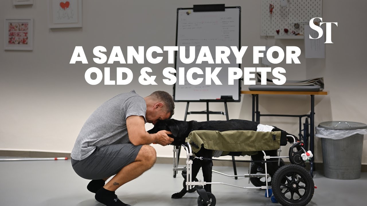 Singapore's sanctuary for old and sick pets
