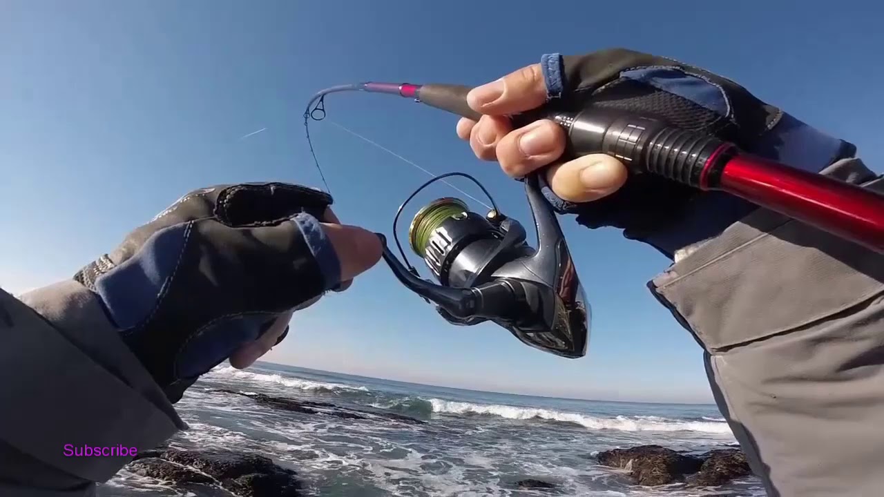 Sea Bass - 3 Robalos (total 4,0 Kgs) com passeantes e zagaia
