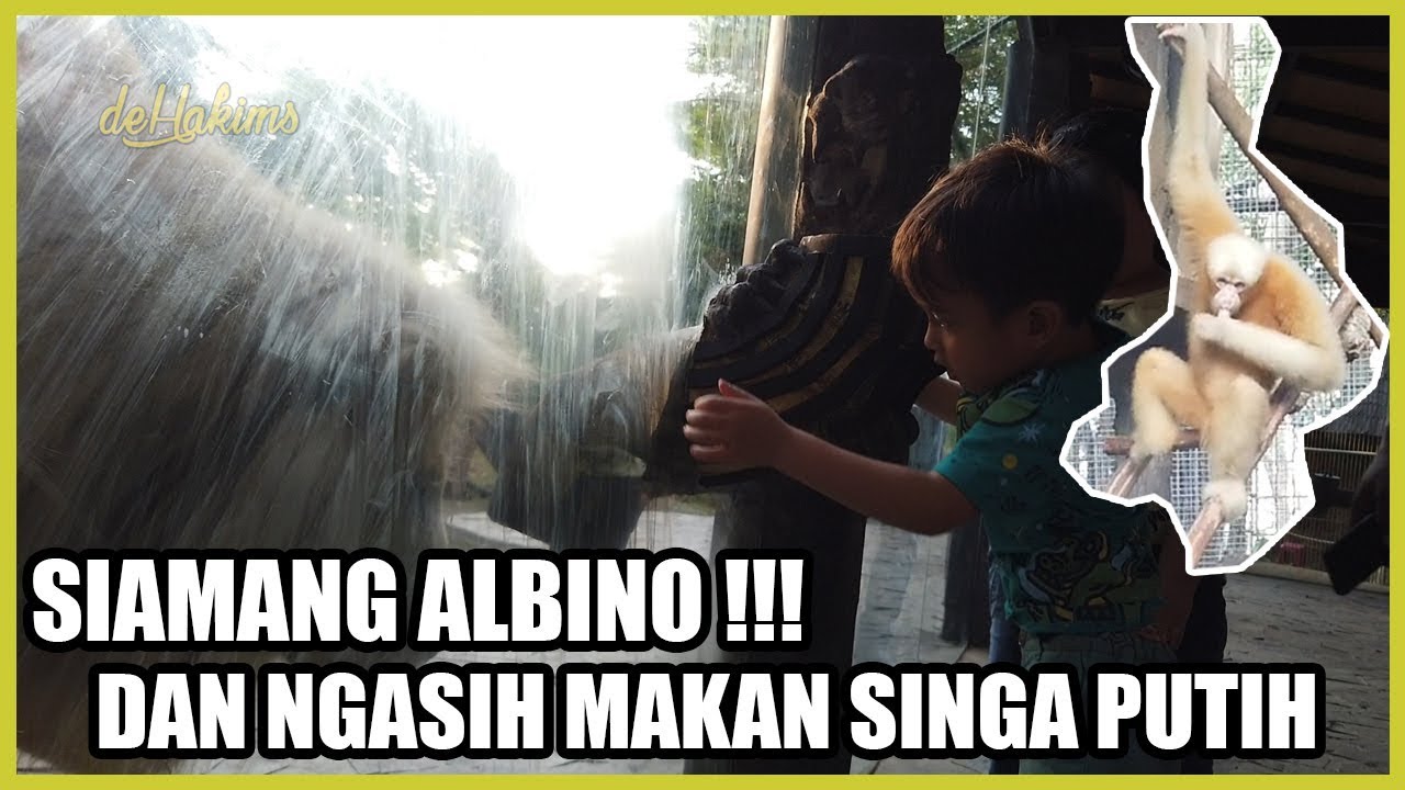 SIAMANG ALBINO !!! DAN KASIH MAKAN SINGA PUTIH