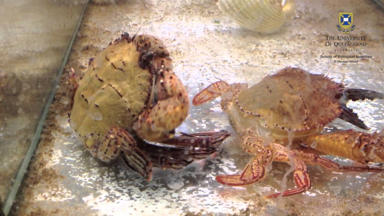 Crab Ecdysis