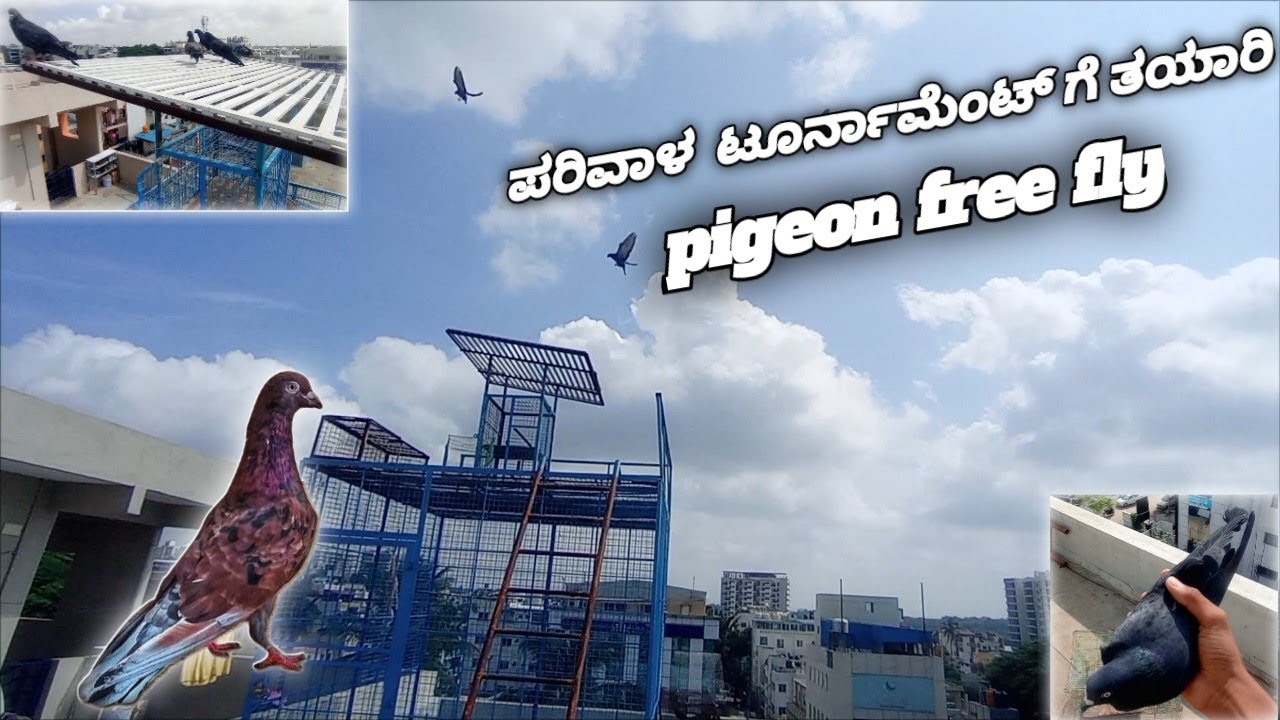 preparation for tournament of pigeon and free fly #kannada #pigeon #princeloft #srbrothers#bangalore