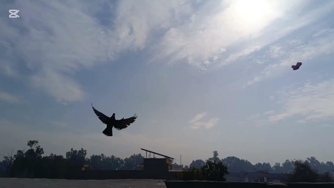 New Mini Velog 🕊#pigeon #trending #views#bird #kabutar #foryou 