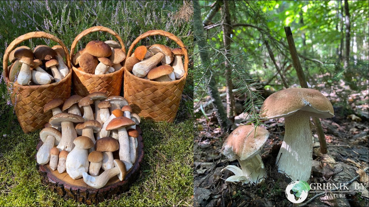 БЕЛЫЕ ГРИБЫ НАБИРАЮТ ОБОРОТЫ!!! БЕЛАРУСЬ 2021!