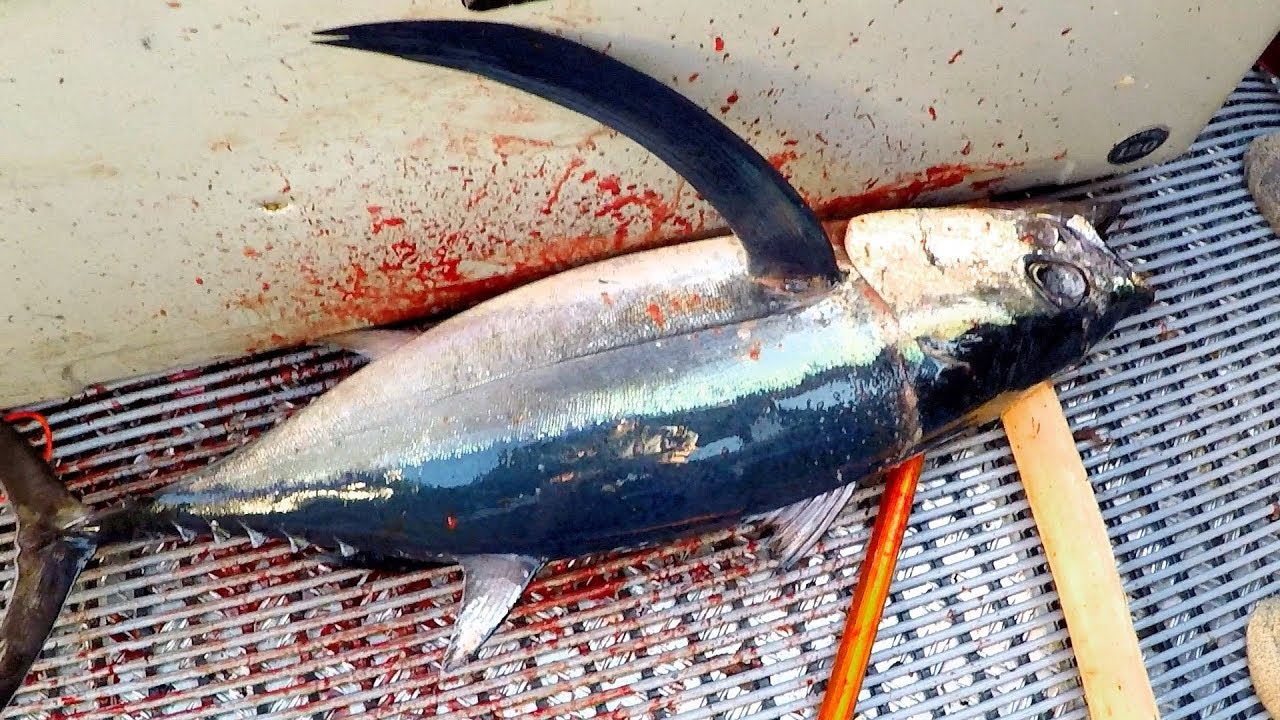 Fishing for tuna, Hokitika Trench New Zealand, Blue Whales and orca