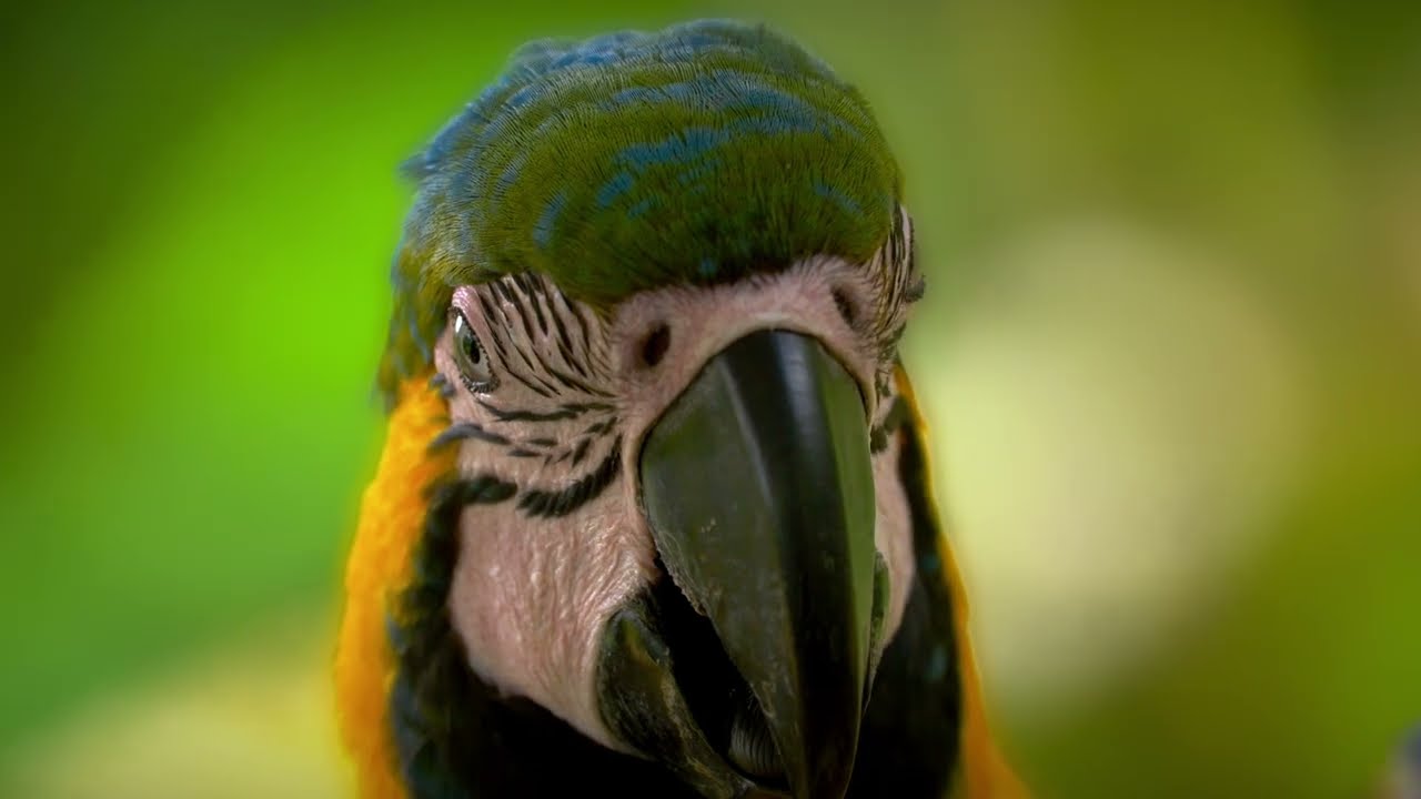 13 Birds of Peru 2023 - Cusco & Madre de Dios