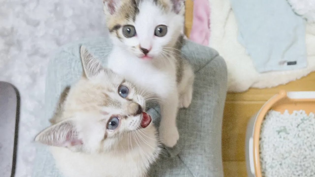 Два котенка безостановочно играют 🐱💕 48 дней и обожают увлечение пневматическим оружием
