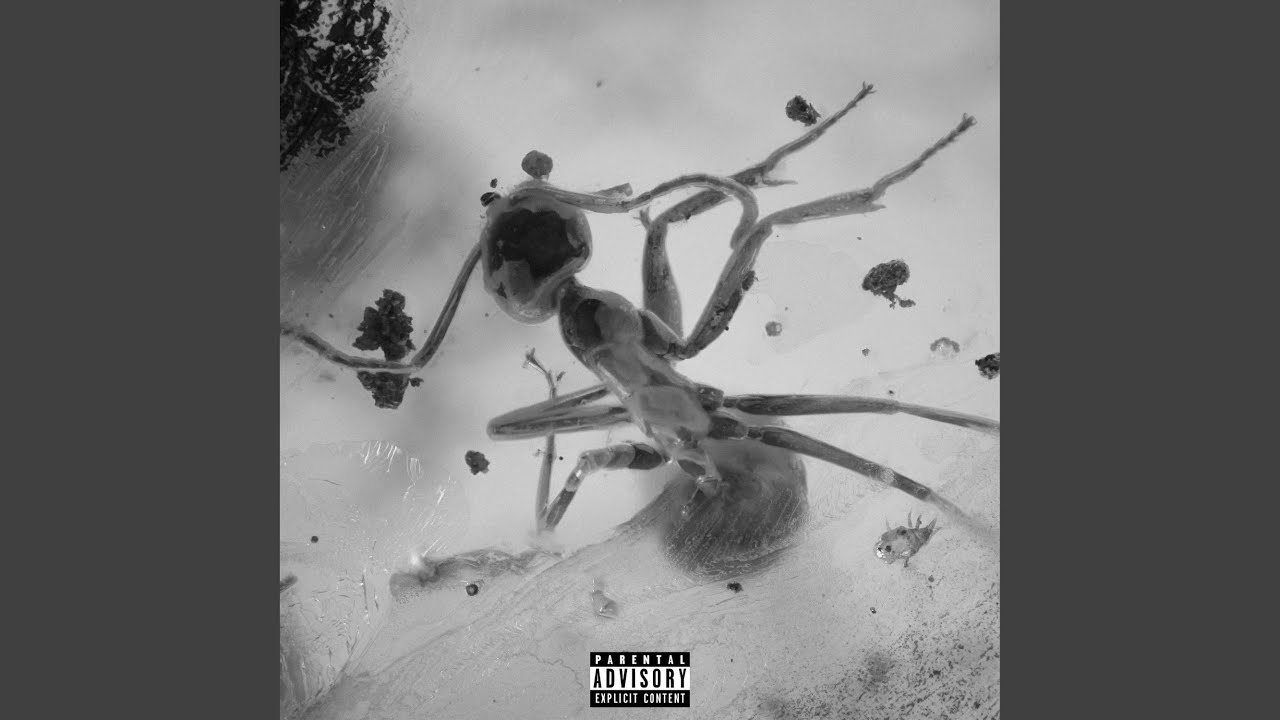 INSECTS