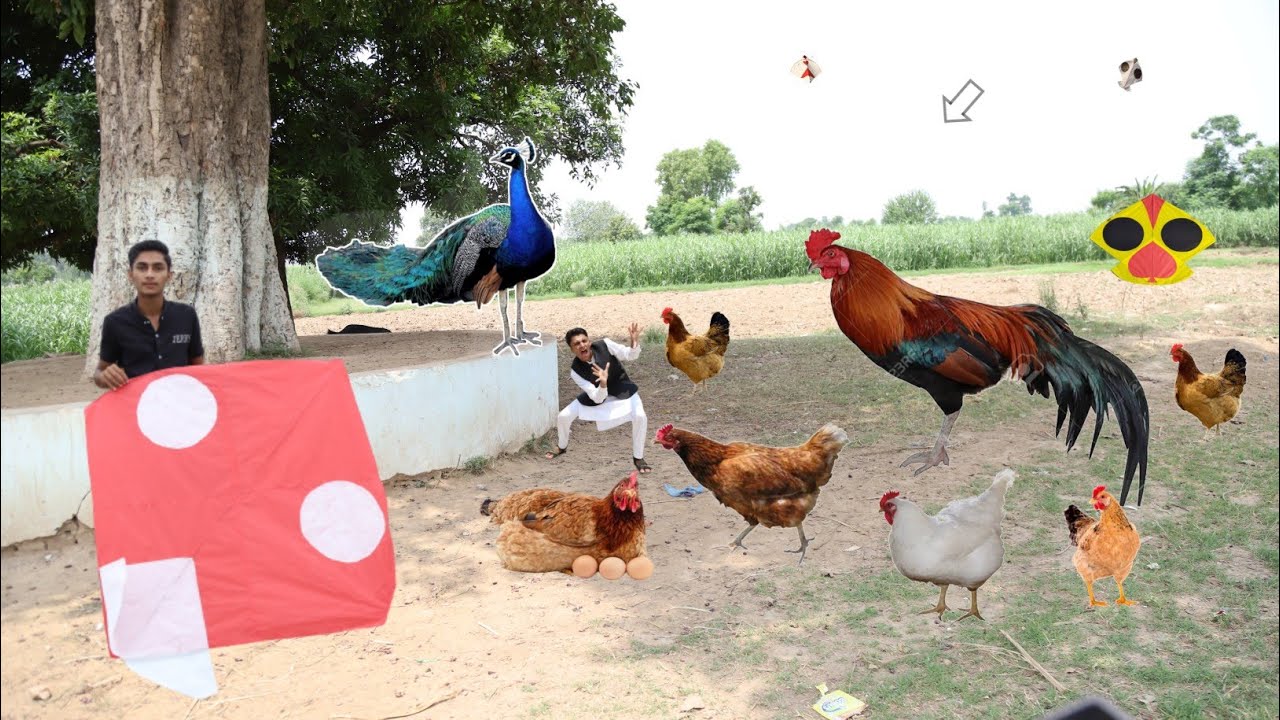 Beautiful Kite With 25 New Hens | kites