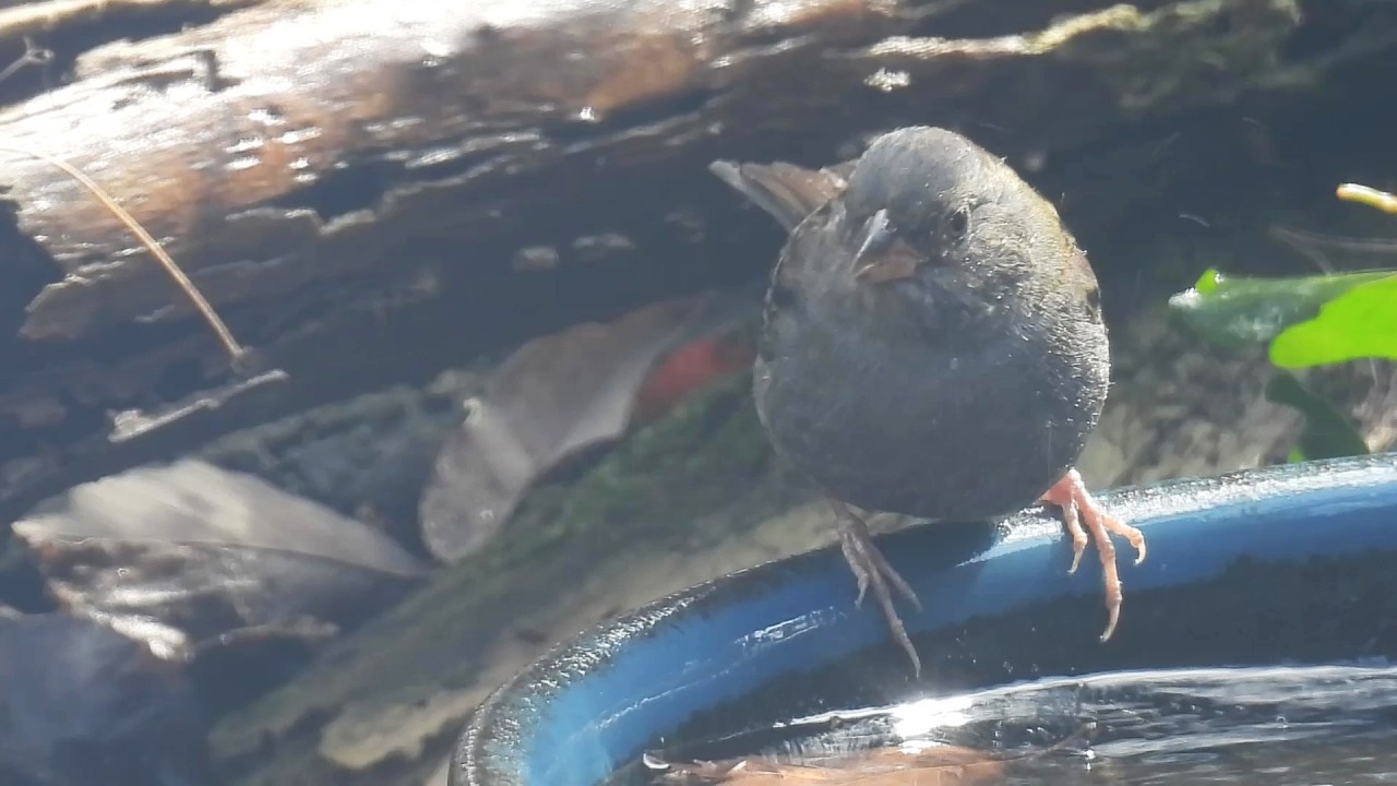 クロジとカケスが当たりまえの顔して庭に水飲みにくる　戸惑う私