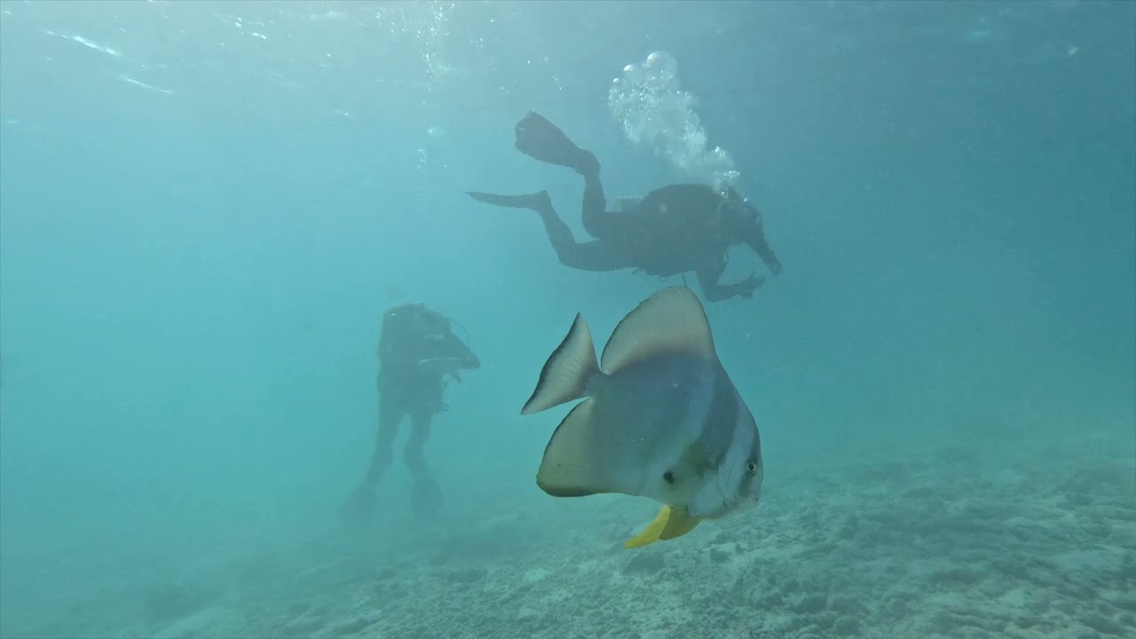 Arabella Azur Resort & Blue Water Dive Resort, Hurghada 2024, HD